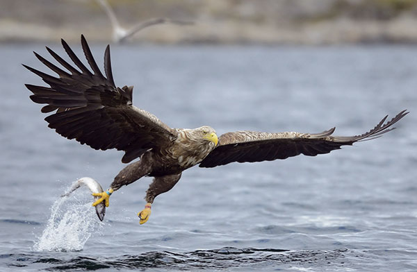 Gouverneur legaal Aanvankelijk Wilde dieren in Nederland