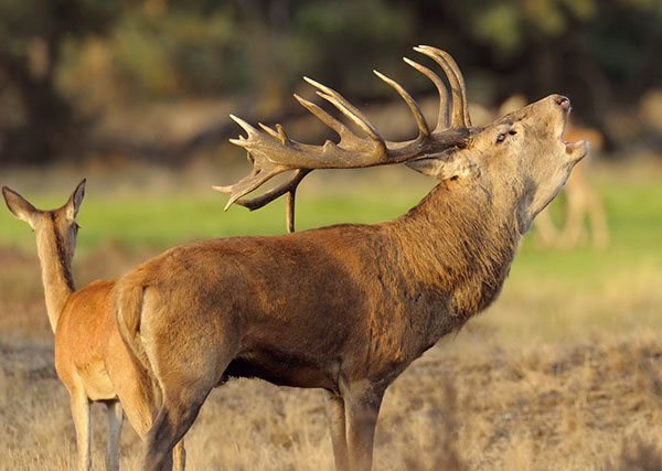 Gouverneur legaal Aanvankelijk Wilde dieren in Nederland