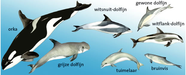 Dolfijnen (Junior 2015)