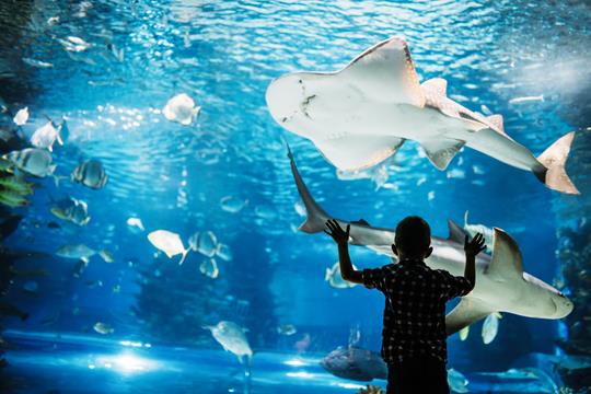 verkorten Geval Technologie Het aquarium