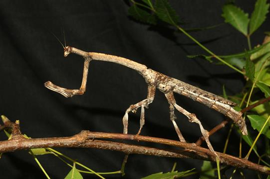 Omdat pleegouders Roestig Camouflage en bedrog bij dieren