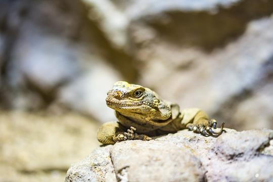 Verbeteren Schrikken ziekte Reptielen